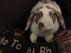 Sneakers the "Chemistry Bunny"